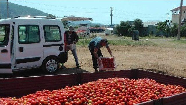 Domatesin İstanbul'da Kilosu 3 Tl, Fethiye'de Kasası 1.50 Tl