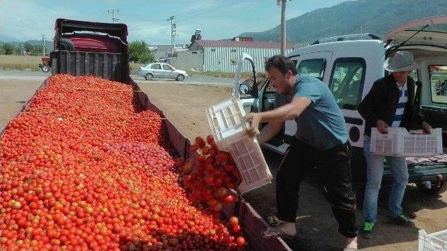 Domatesin İstanbul'da Kilosu 3 Tl, Fethiye'de Kasası 1.50 Tl