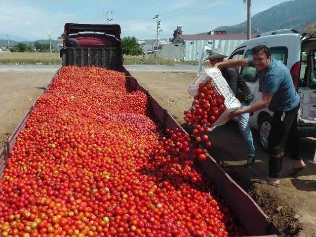 Domatesin İstanbul'da Kilosu 3 Tl, Fethiye'de Kasası 1.50 Tl