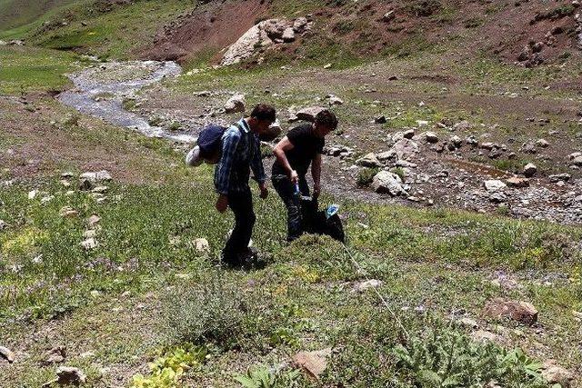 Hakkari’de Yeni Bir Akar Cinsi Keşfedildi