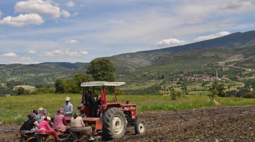 &Ccedil;oluk &Ccedil;ocuk T&uuml;t&uuml;n Dikiyorlar