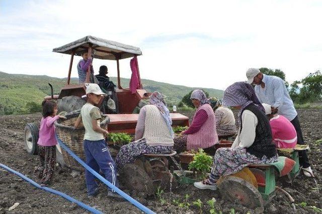 Çoluk Çocuk Tütün Dikiyorlar