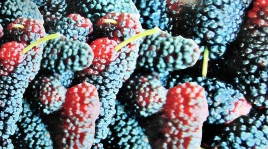 Urmu Dut Şurubu Sezonu A&ccedil;ıldı