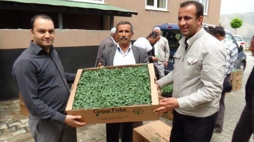 Hakkarili &Ccedil;ift&ccedil;ilere Sebze Fidesi Dağıtıldı