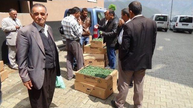 Hakkarili Çiftçilere Sebze Fidesi Dağıtıldı