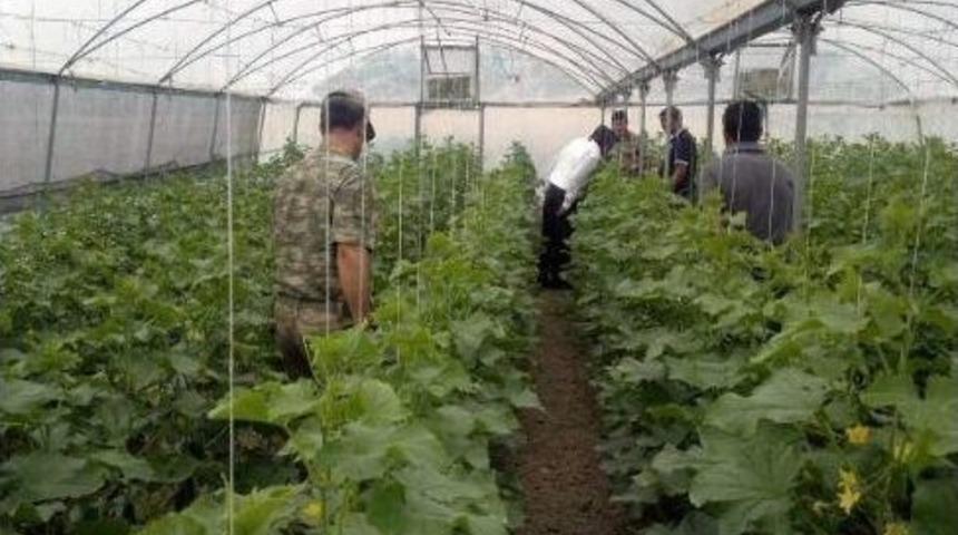 Serada Kenevir Bitkisi Ele Ge&ccedil;irildi
