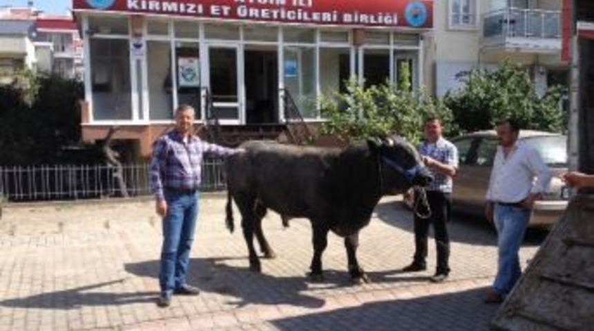 1 Tonluk Dana Aydın İli Kırmızı Et &Uuml;reticileri Birliği&rsquo;nde