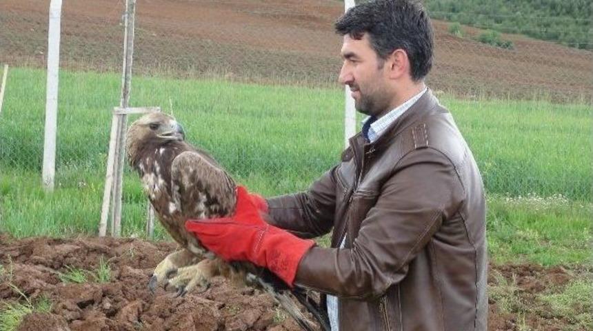 Yaralı Kartal Tedavinin Ardından Doğaya Salındı