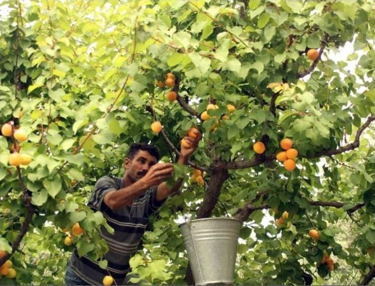 Mut&rsquo;tan G&uuml;nl&uuml;k Bin Ton Kayısı İhracatı Yapılıyor