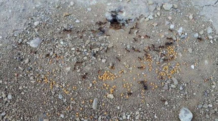 Mucitlerin En B&uuml;y&uuml;k Destek&ccedil;ileri Karıncalar