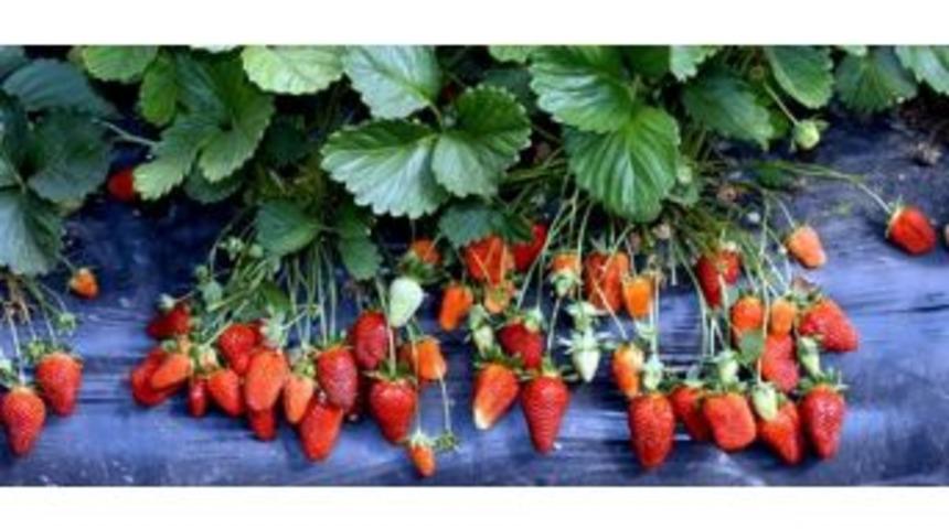 &Ccedil;ift&ccedil;i Kayıt Sistemine Başvuru İ&ccedil;in Son G&uuml;n 30 Mayıs