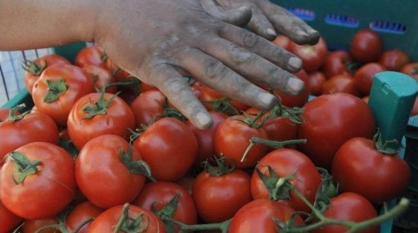 (&ouml;zel Haber) Domates &Uuml;reticisi Halde Sabahlıyor