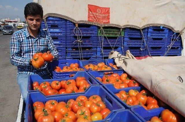 (özel Haber) Domates Üreticisi Halde Sabahlıyor