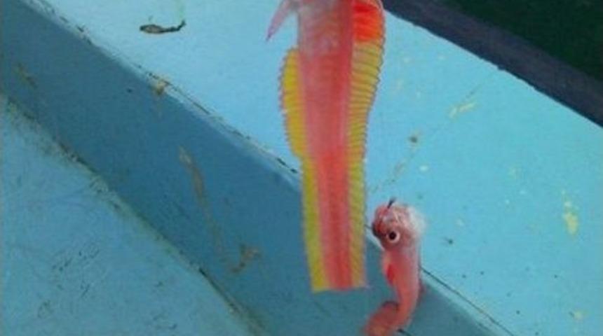 Balık&ccedil;ılar Bile Şaşırdı