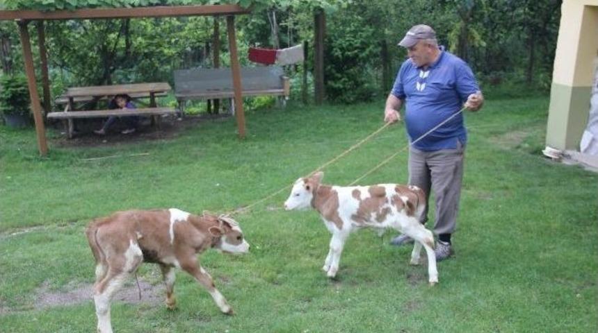 İkiz Buzağı Sevinci