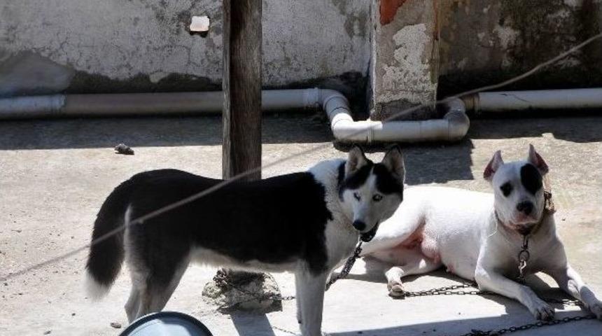 4 G&uuml;nd&uuml;r A&ccedil; Ve Susuz Kalan 2 K&ouml;pek Kurtarılmayı Bekliyor
