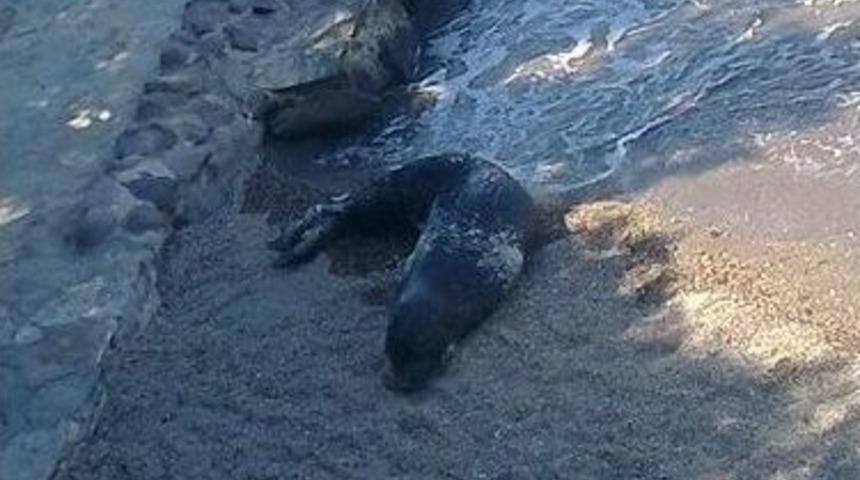 Bodrum'daki Yaralı Fok Eğlence Merkezi T&uuml;rkb&uuml;k&uuml;&rsquo;ne Geldi!