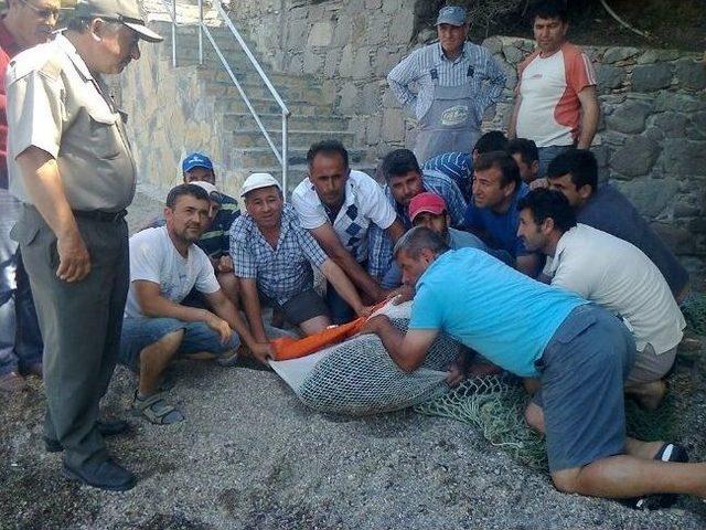 Bodrum'daki Yaralı Fok Eğlence Merkezi Türkbükü’ne Geldi!