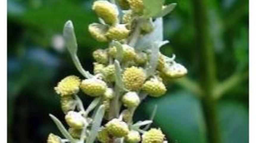 Pelin Otu Parazit D&uuml;şmanı