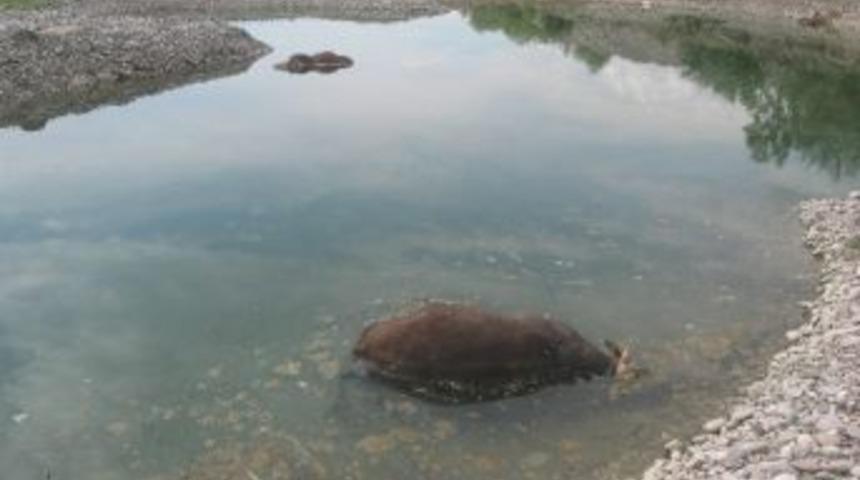 Kelkit Irmağı'nda B&uuml;y&uuml;kbaş Hayvan Leşleri Bulundu