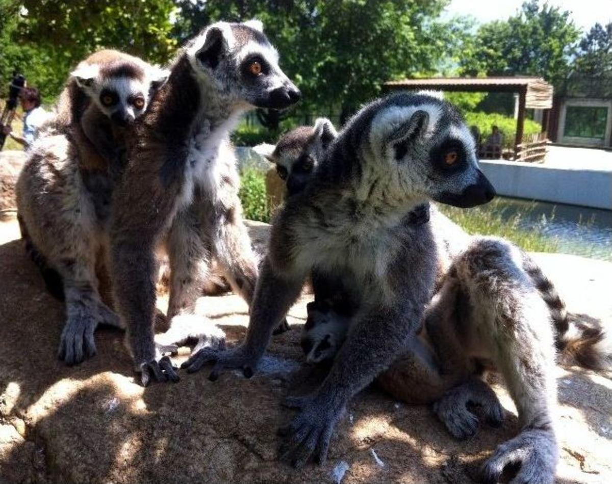 (&ouml;zel Haber) Nesli T&uuml;kenmek &Uuml;zere Olan Lemurların 3 Yavrusu Oldu