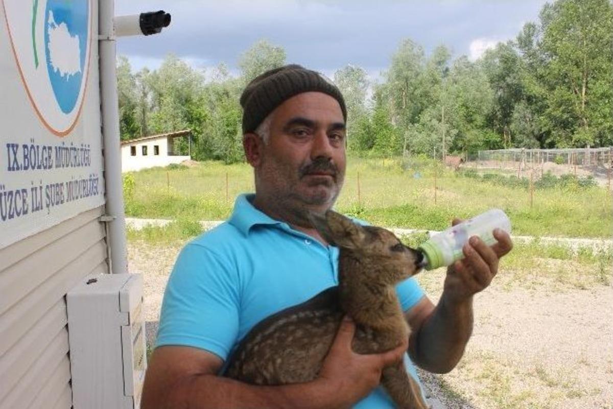 Yavru Karaca Ke&ccedil;i S&uuml;t&uuml; İle Besleniyor