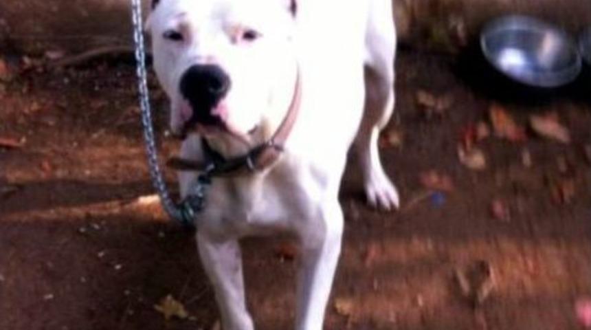 Koruma Altındaki K&ouml;peğin Uyutulmasına Tepki