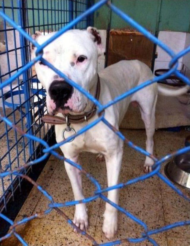 Koruma Altındaki K&ouml;peğin Uyutulmasına Tepki 1