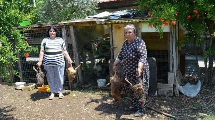 Sokak K&ouml;pekleri Tavukları Telef Etti