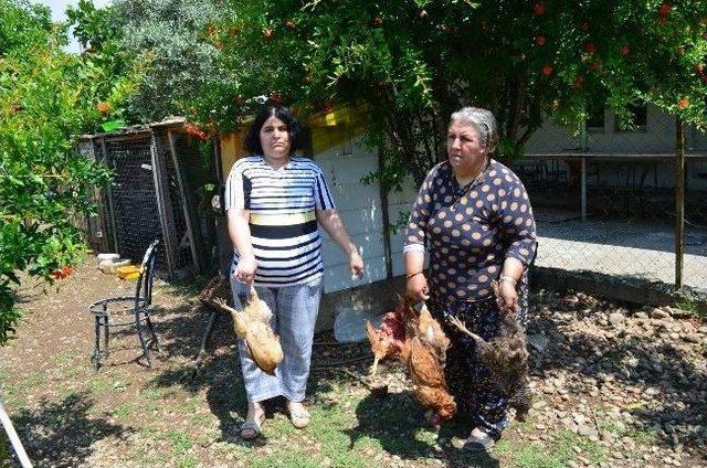 Sokak K&ouml;pekleri Tavukları Telef Etti 1