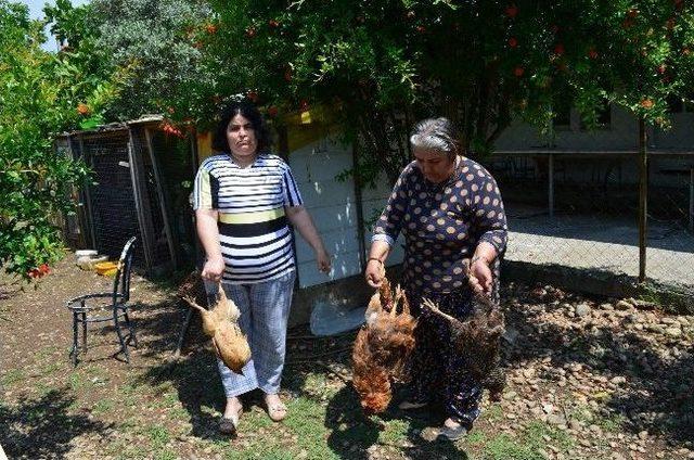 Sokak K&ouml;pekleri Tavukları Telef Etti 2
