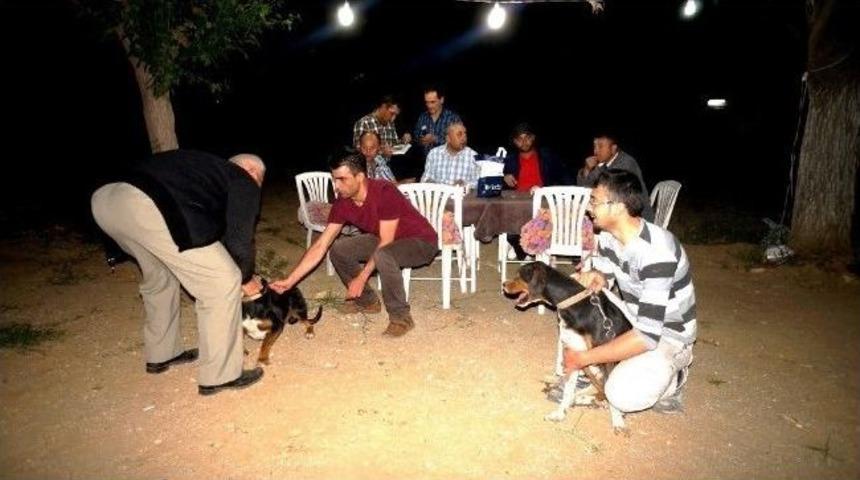 Sarıgöl’de Av Köpeklerine Kuduz Aşısı Yapıldı