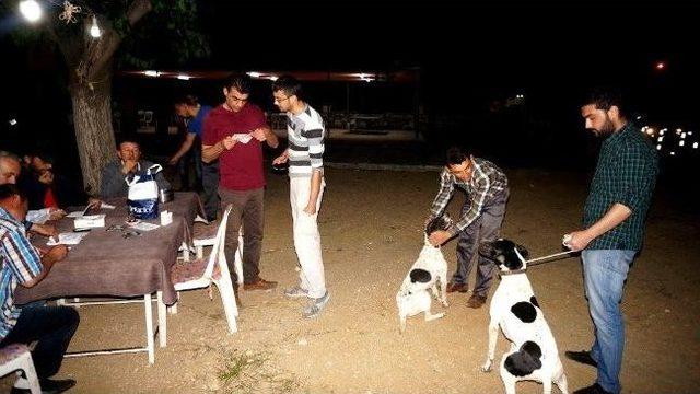 Sarıgöl’de Av Köpeklerine Kuduz Aşısı Yapıldı