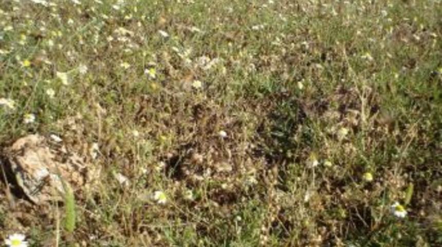 &Ccedil;ekirge M&uuml;cadelesi Başladı