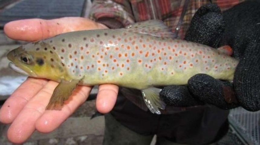 Ordu&rsquo;da Alabalıklar B&uuml;y&uuml;yecek