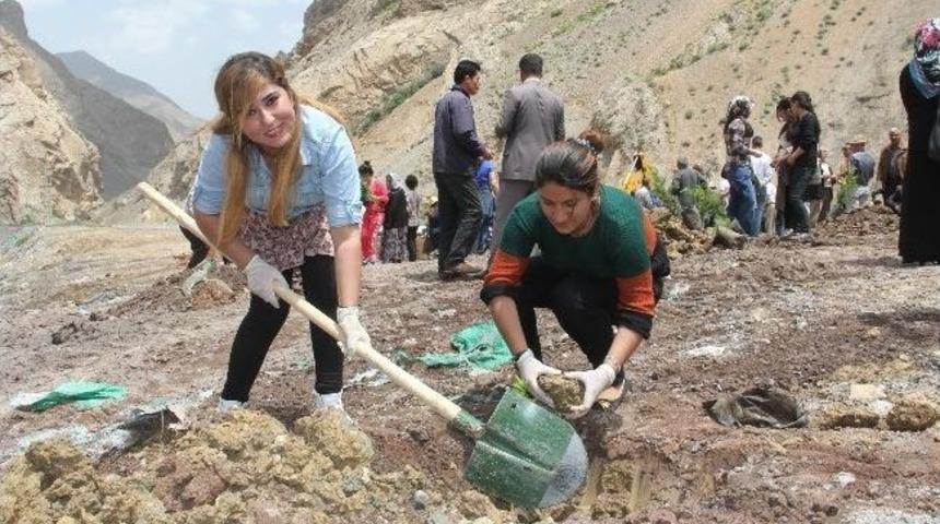 Hakkari&rsquo;de 3 Bin Fidan Dikildi