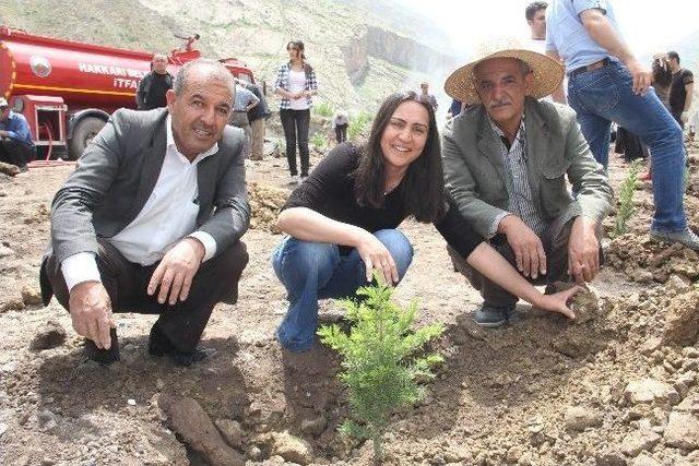 Hakkari’de 3 Bin Fidan Dikildi