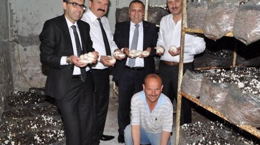 Boztaş; Manavgat'ın Mantar &Uuml;retimi Yapılan Tek Tesisi'ni Ziyaret Etti