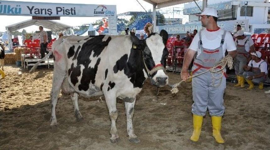 İzmir'in En G&uuml;zel İneği &ldquo;karbeyaz&rdquo; Oldu