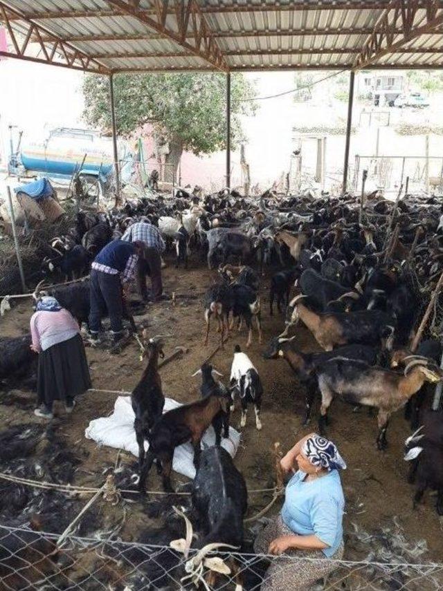 Milaslı Y&ouml;r&uuml;klerden Nostalji Kırkma Etkinliği 2