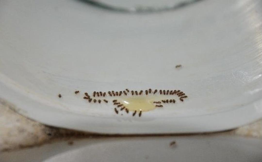 (&ouml;zel Haber) Depremi 12 Saat &Ouml;nceden Tahmin Etti