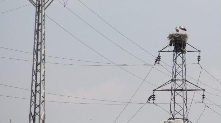 Leylekler Yüksek Gerilim Hattını Yuva Yaptı