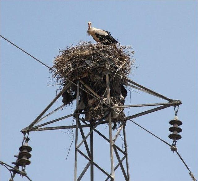 Leylekler Yüksek Gerilim Hattını Yuva Yaptı 1