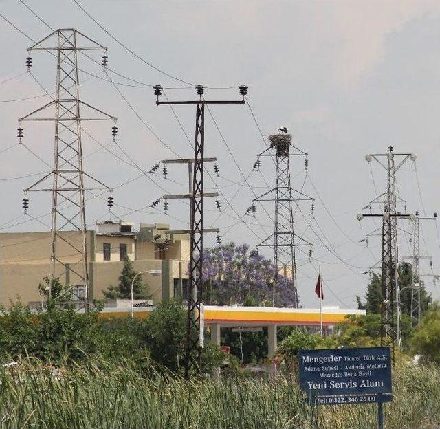 Leylekler Yüksek Gerilim Hattını Yuva Yaptı 2