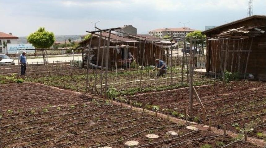 Odunpazarı&rsquo;nın &ldquo;hobi Bah&ccedil;eleri&rdquo;