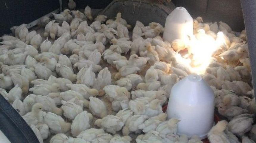 Kulp'ta Civcivler Pazara İndi