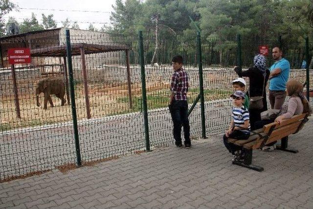 Gaziantep Hayvanat Bah&ccedil;esi, Bu Yıl Ziyaret&ccedil;i Sayısında Rekor Kırmak İstiyor 2