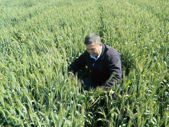 İslahiye'de Süne Zararlısına Karşı Biyolojik Mücadele