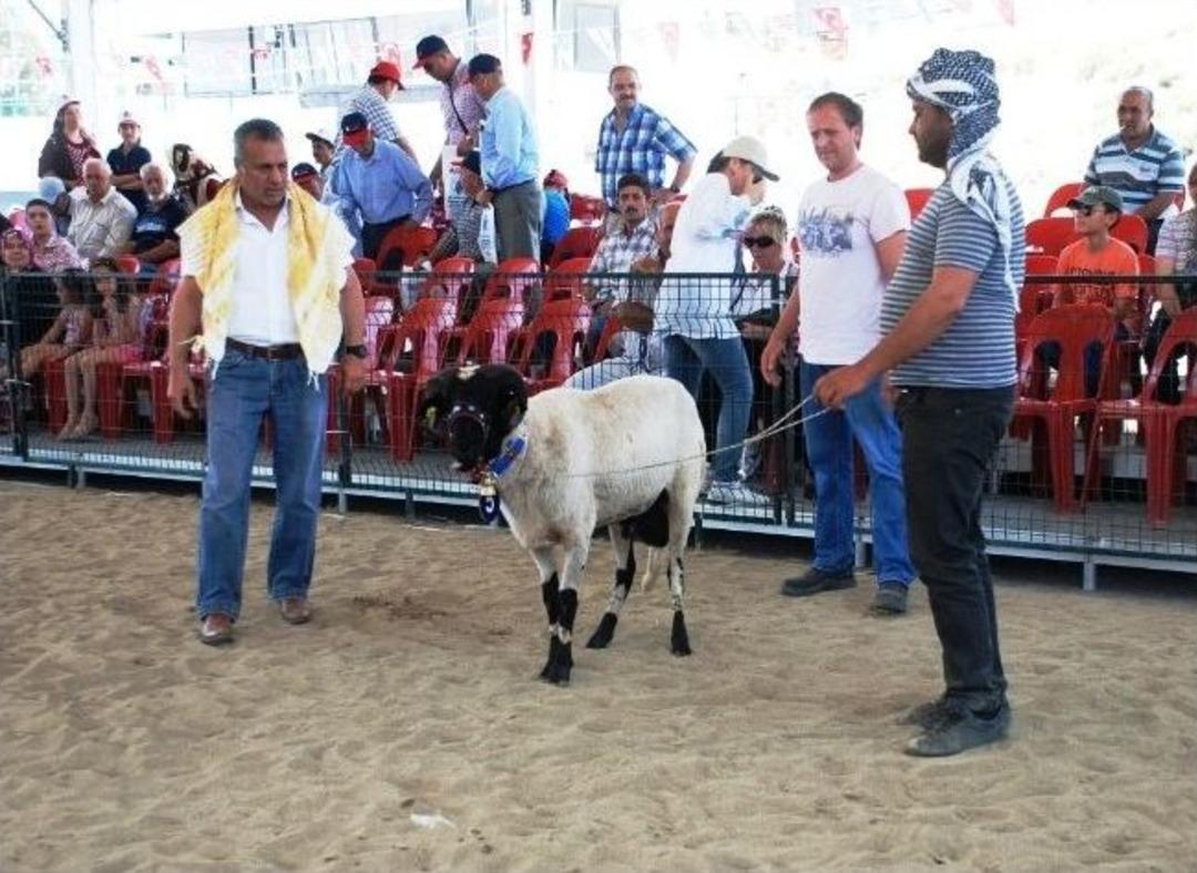 Şampiyon Kuzular Boy G&ouml;sterdi
