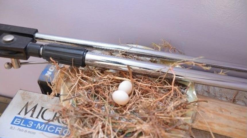 Kumru Sınıf İ&ccedil;inde Yuva Yaptı